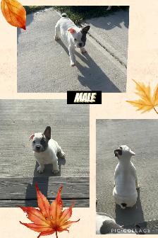 Bantam Bulldog Puppies