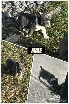 Bantam Bulldog Puppies - Photo 2