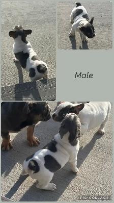 Bantam Bulldog Puppies - Photo 3
