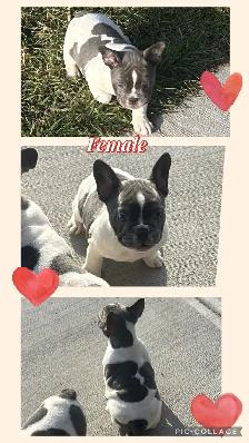 Bantam Bulldog Puppies - Photo 4