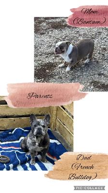 Bantam Bulldog Puppies - Photo 5