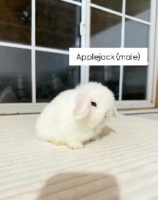 Adorable Holland Lop baby bunnies