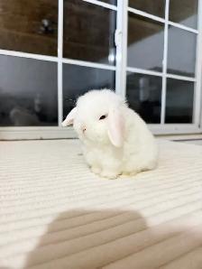 Adorable Holland Lop baby bunnies - Photo 2
