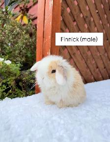 Beautiful Holland Lop baby bunnies