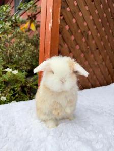 Beautiful Holland Lop baby bunnies - Photo 2