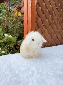 Beautiful Holland Lop baby bunnies - Photo 3
