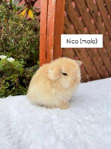Beautiful Holland Lop baby bunnies - Photo 4