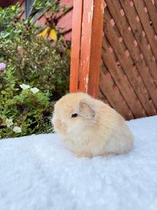 Beautiful Holland Lop baby bunnies - Photo 6