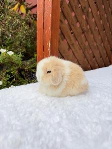 Beautiful Holland Lop baby bunnies - Photo 9
