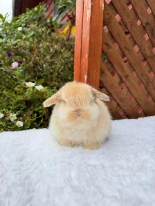 Beautiful Holland Lop baby bunnies - Photo 5