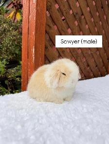 Beautiful Holland Lop baby bunnies - Photo 7
