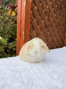 Beautiful Holland Lop baby bunnies - Photo 8
