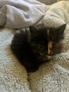 Adorable Blue Eyed Kittens Available