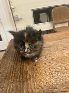 Adorable Blue Eyed Kittens Available - Photo 2