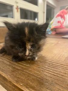 Adorable Blue Eyed Kittens Available - Photo 3