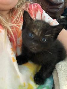 Adorable Blue Eyed Kittens Available - Photo 4