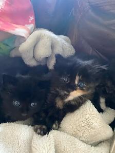 Adorable Blue Eyed Kittens Available - Photo 5