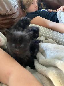 Adorable Blue Eyed Kittens Available - Photo 6