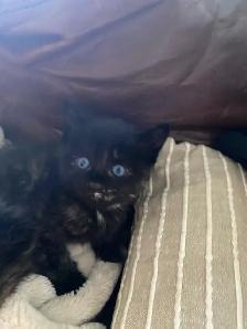 Adorable Blue Eyed Kittens Available - Photo 7