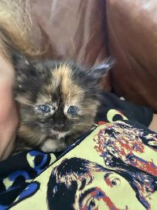 Adorable Blue Eyed Kittens Available - Photo 8