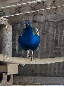 Young Male Peacock - Photo 3