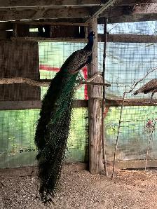 Young Male Peacock - Photo 4