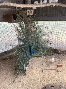 Young Male Peacock - Photo 5
