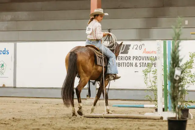 Colt Starting & Horse Training