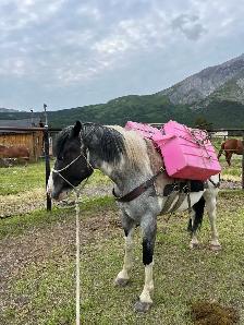 Colt Starting & Horse Training - Photo 8