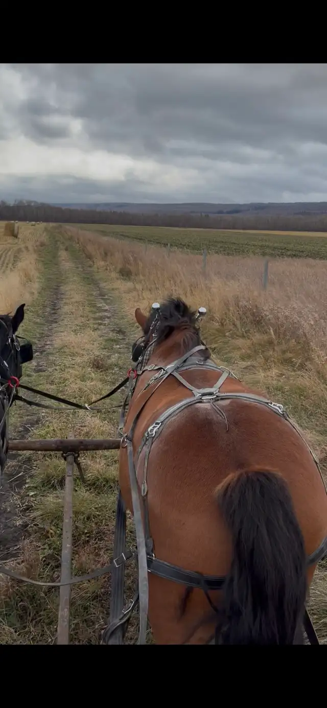 draft horse