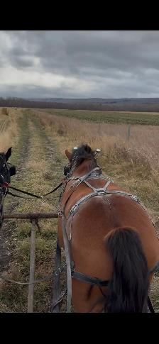 draft horse