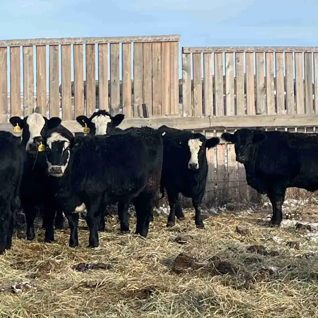 wanted: 10-15 bred heifers