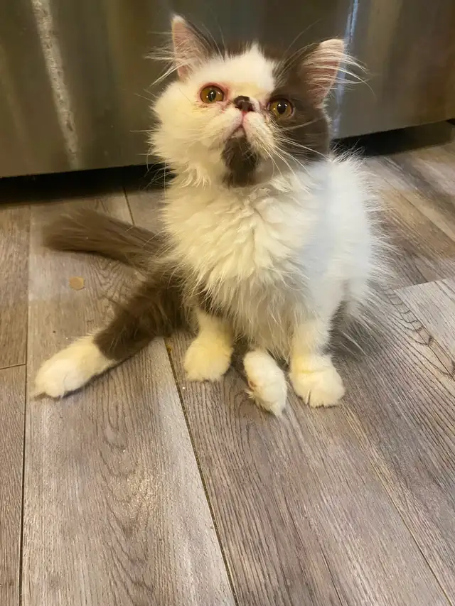 1 CFA registered Exotic longhair male available