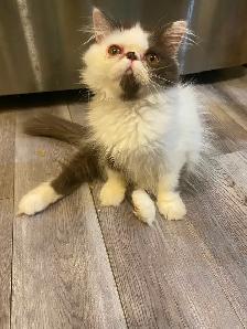 1 CFA registered Exotic longhair male available