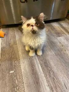 1 CFA registered Exotic longhair male available - Photo 2