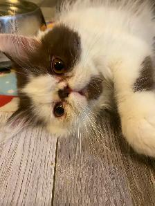 1 CFA registered Exotic longhair male available - Photo 3