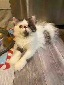 1 CFA registered Exotic longhair male available - Photo 4