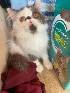1 CFA registered Exotic longhair male available - Photo 5