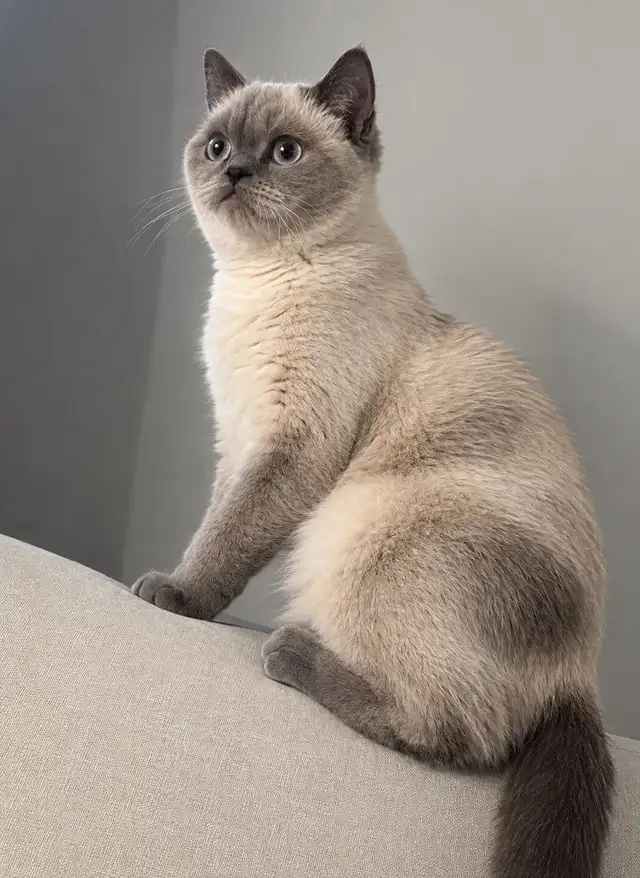 Scottish Straight Female Cat 8Months Old