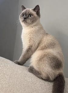 Scottish Straight Female Cat 8Months Old