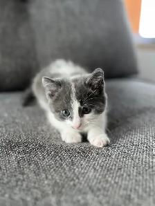 Chaton à vendre, femelle 2 mois. Très belle et affectueuse! - Photo 5