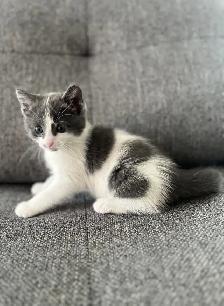 Chaton à vendre, femelle 2 mois. Très belle et affectueuse! - Photo 7