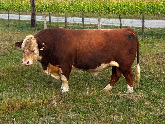 Registered Purebred Hereford Bull