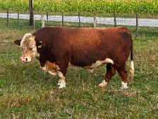 Registered Purebred Hereford Bull