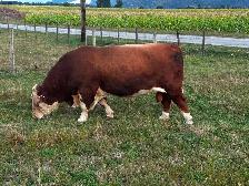 Registered Purebred Hereford Bull - Photo 2