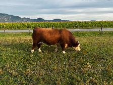 Registered Purebred Hereford Bull - Photo 3