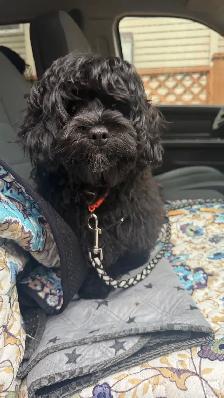 Lovely Sweet Shihpoo