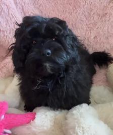Lovely Sweet Shihpoo - Photo 2
