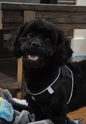 Lovely Sweet Shihpoo - Photo 3