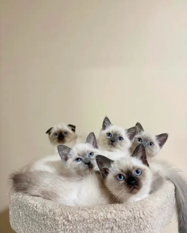 Beautiful Scottish Fold Mixed Kittens Ready For Adoption